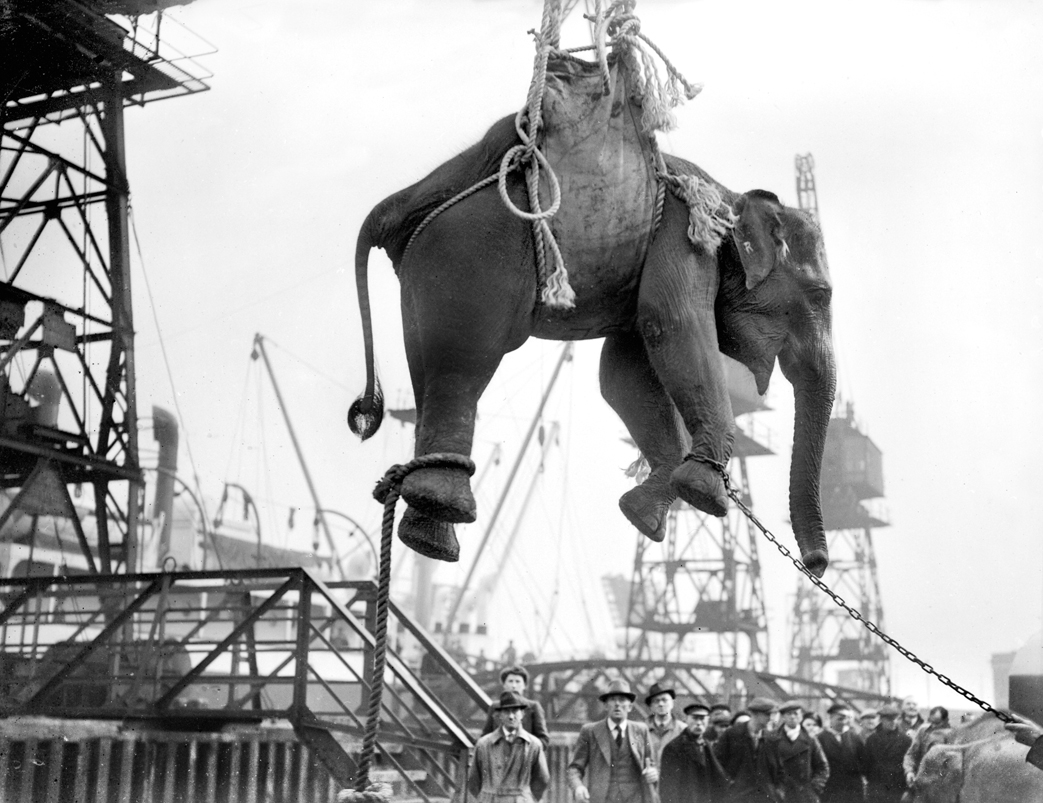 Elephants at King George V Dock