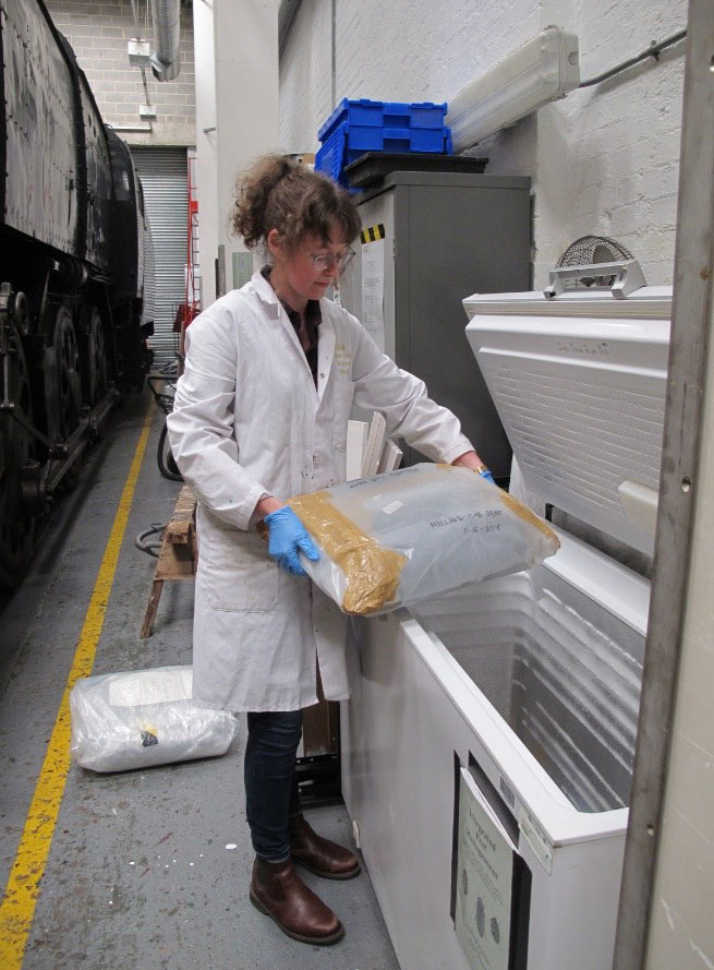 Conservator in a white coat placing a locomotive seat in the freezer.