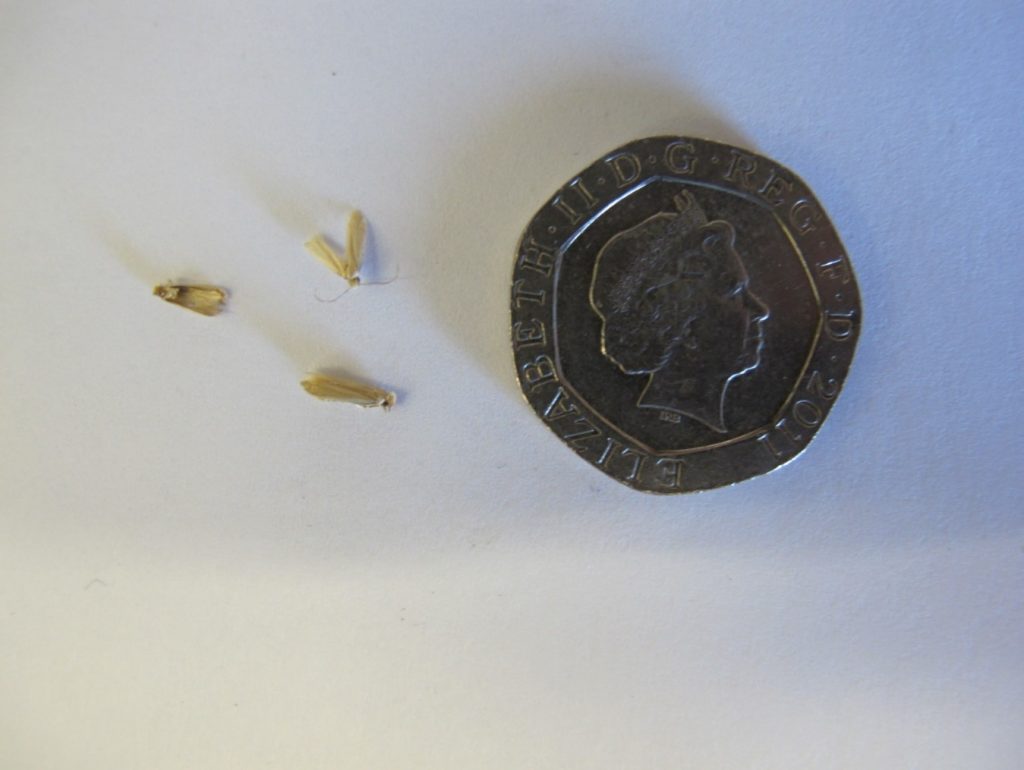 Three clothes moths on a white background, next to a 20p piece for scale.
