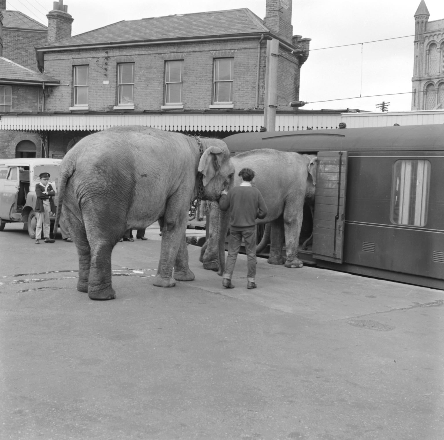 Chipperfield Circus elephants boarding a train, 1961