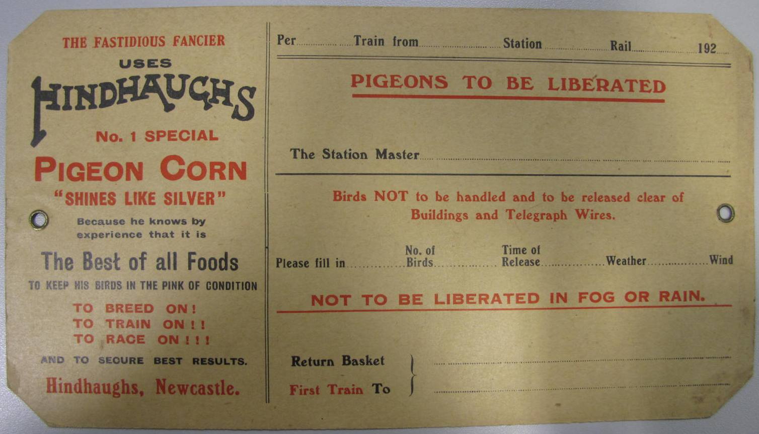 Pigeons
