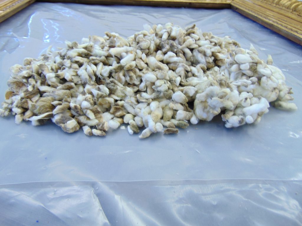 A large pile of dirty cotton swabs in the centre of an empty picture frame