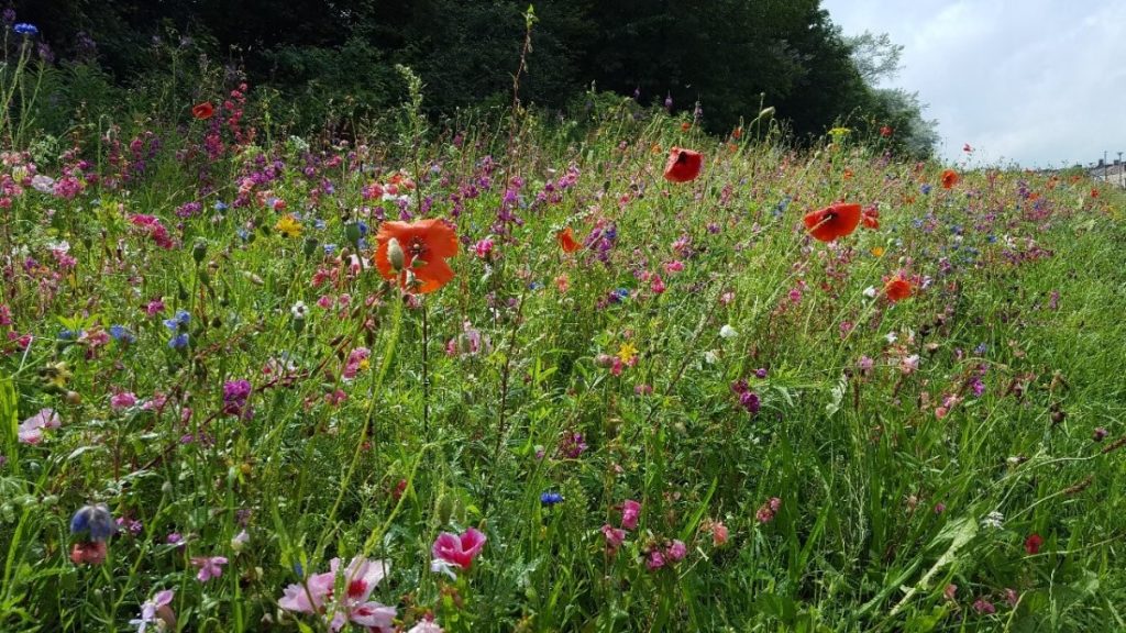 Locomotion wildflower meadow